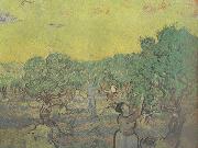 Vincent Van Gogh Olive Grove with Picking Figures (nn04) France oil painting artist